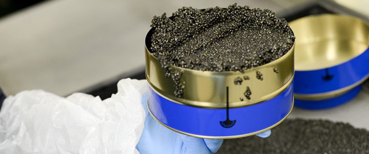 how caviar is produced 1