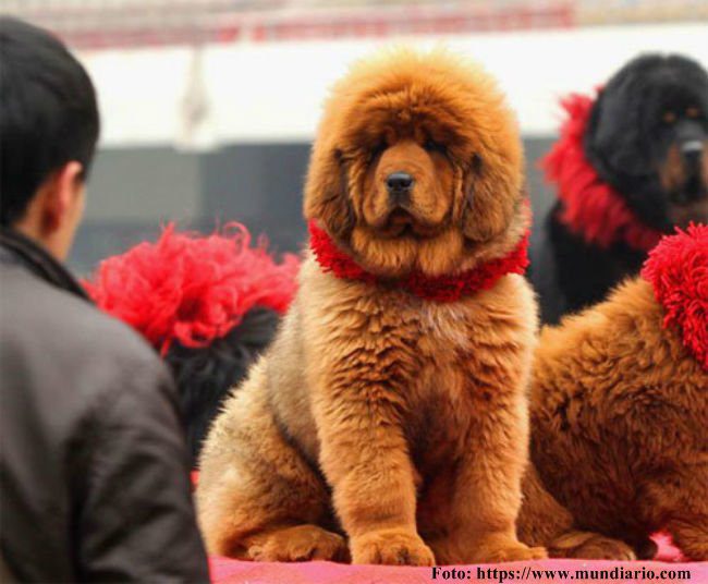 what does the most expensive dog in the world look like?