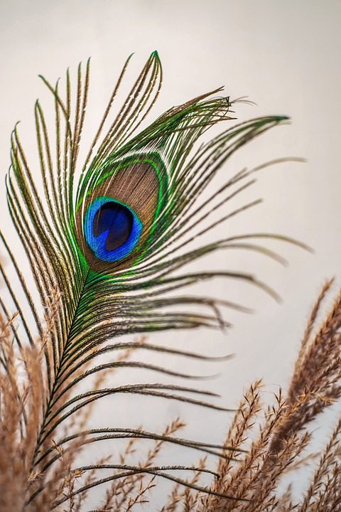 Decoration With Peacock Feathers In A Vase
