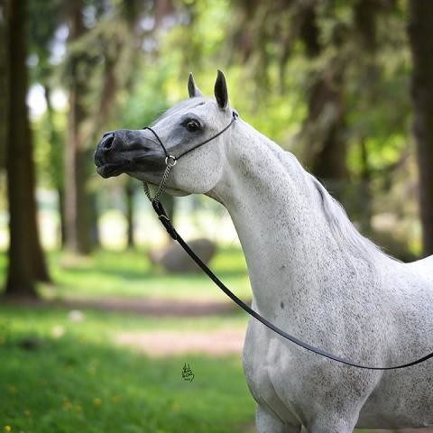 Arabian horse