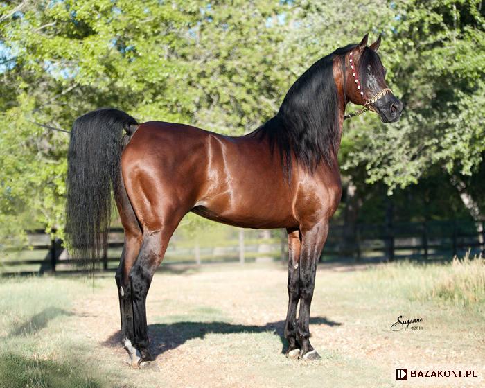 The Most Expensive Arabian Horse