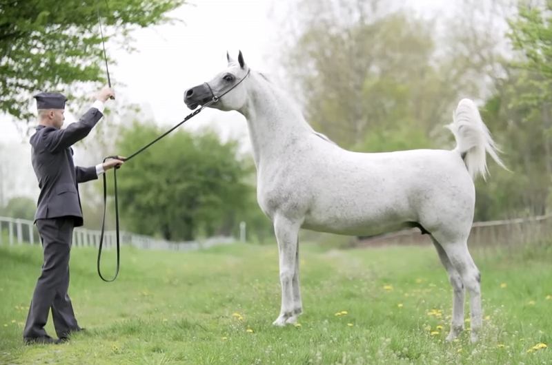 White Arabian Horse