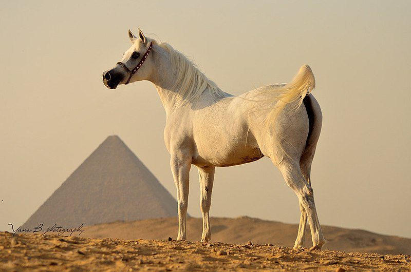 White Arabian Horse in the Desert