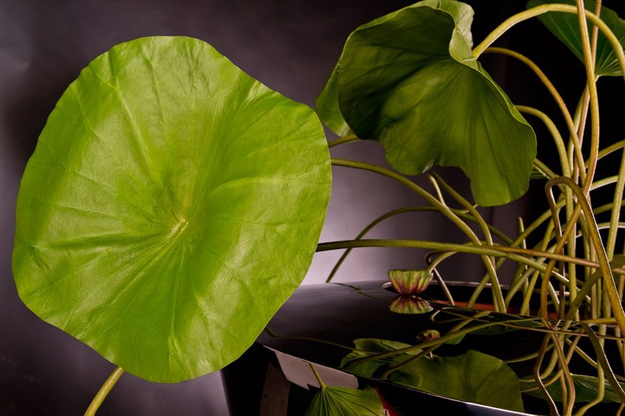 artificial flowers that look real