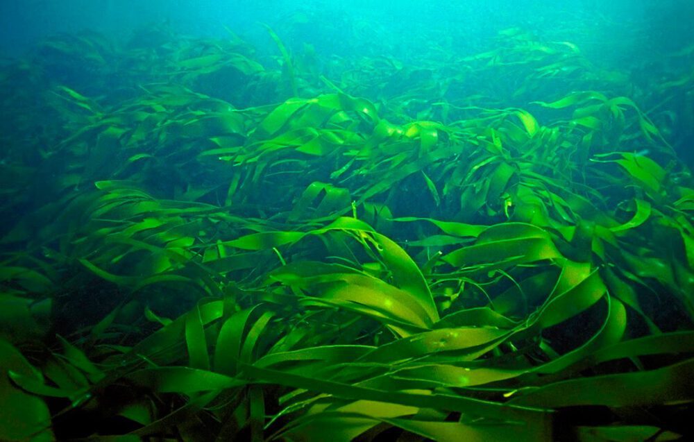 luxury facial creams and cosmetics