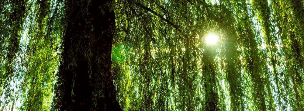 minimalist furniture in a luxurious interior