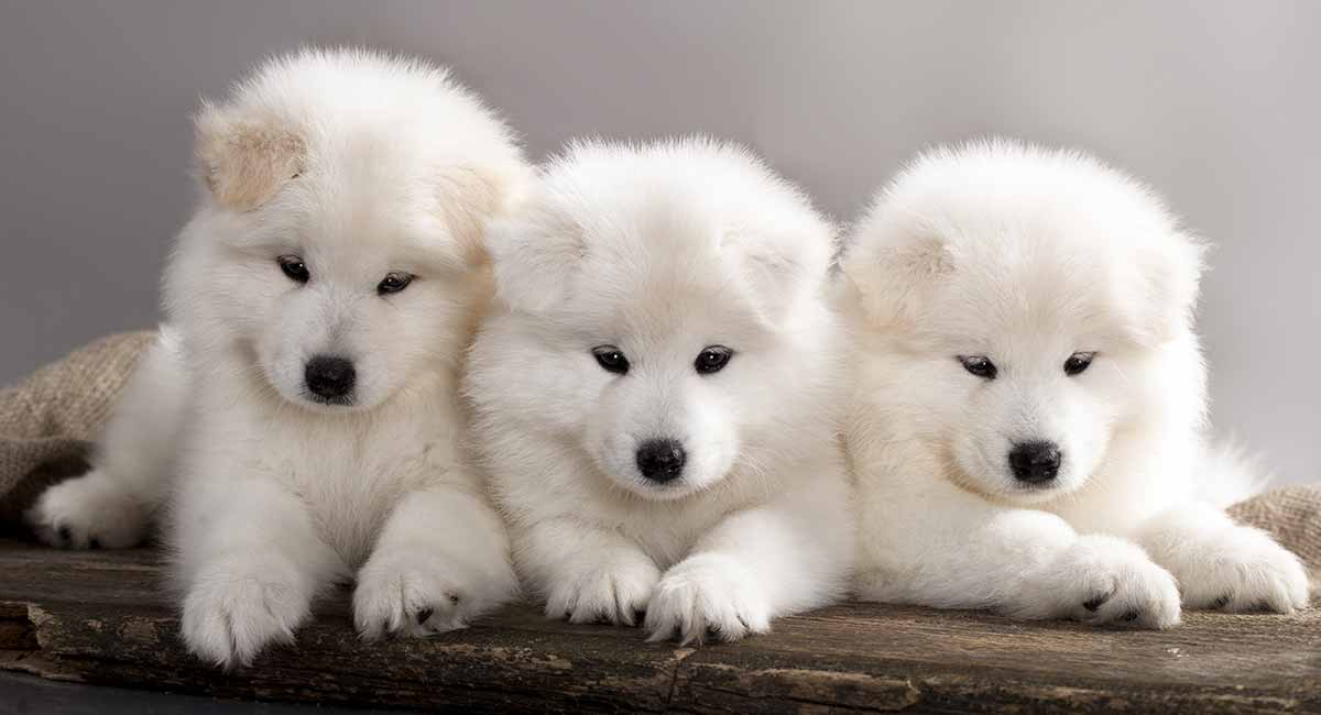 samoyed dog expensive