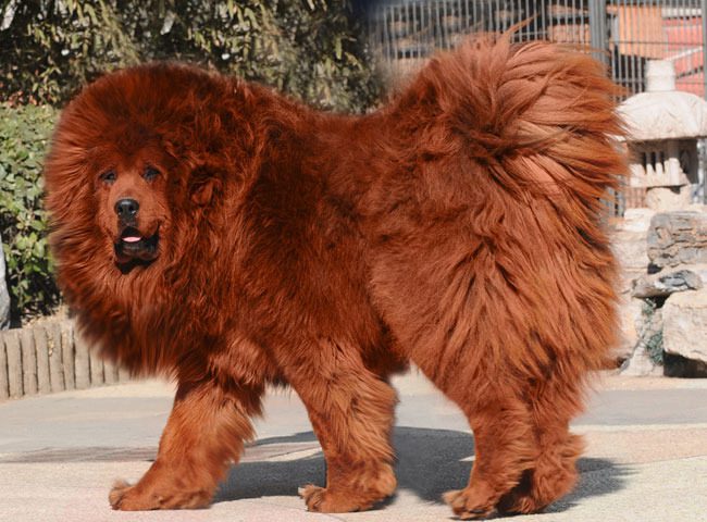 the most expensive and priciest dogs in the world