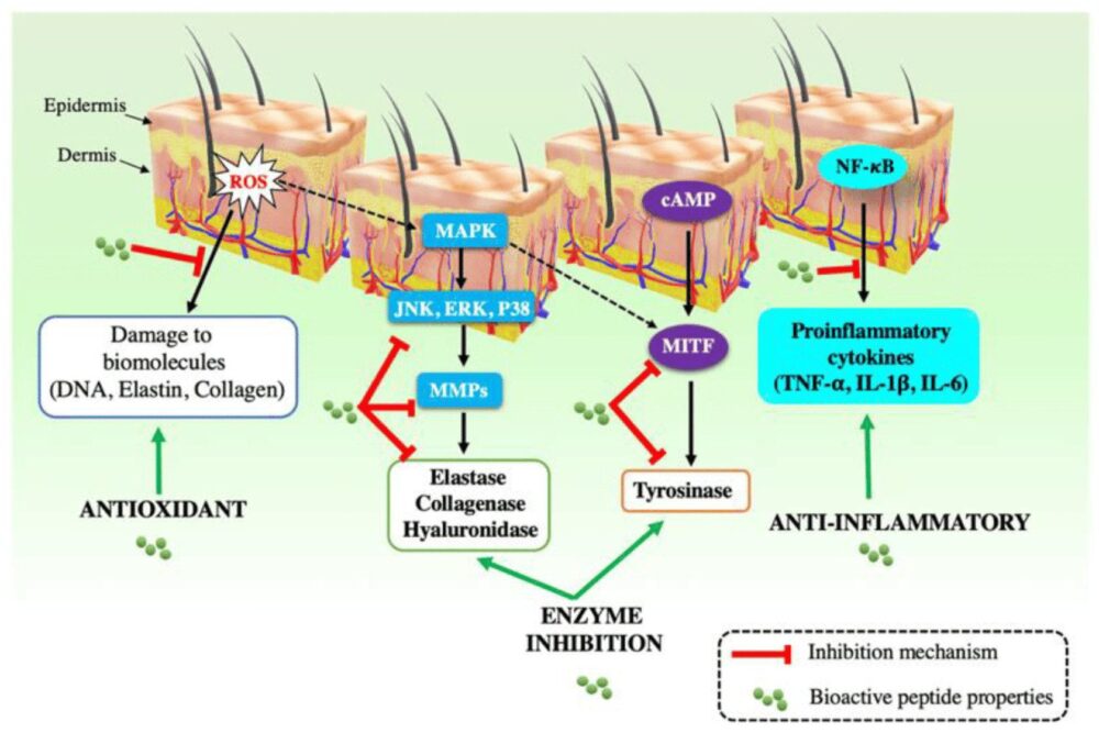 Action of Peptides