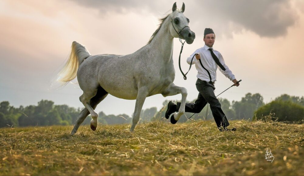 Arabian Horse Breeding