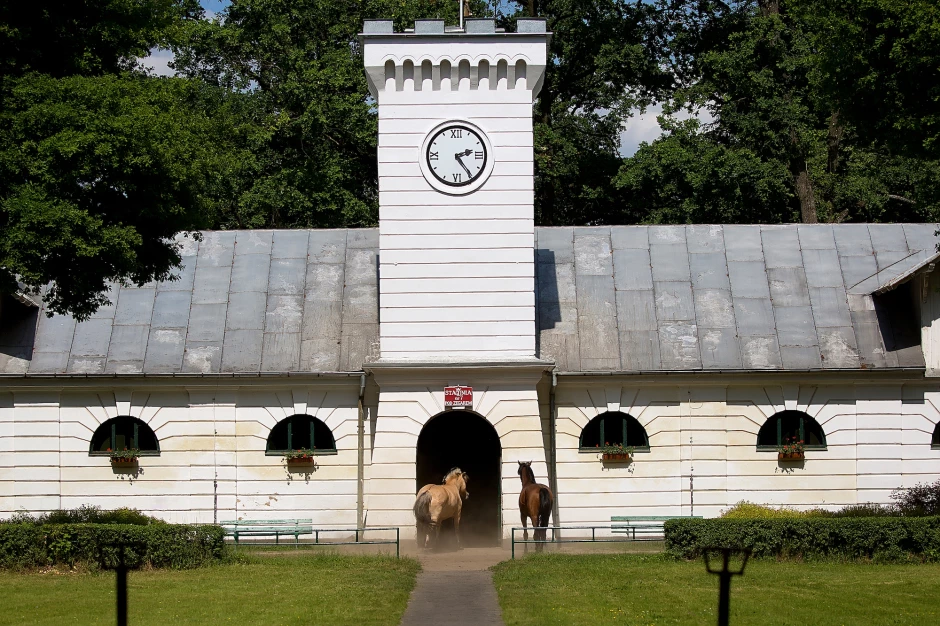 Arabian Horse Studs in Poland