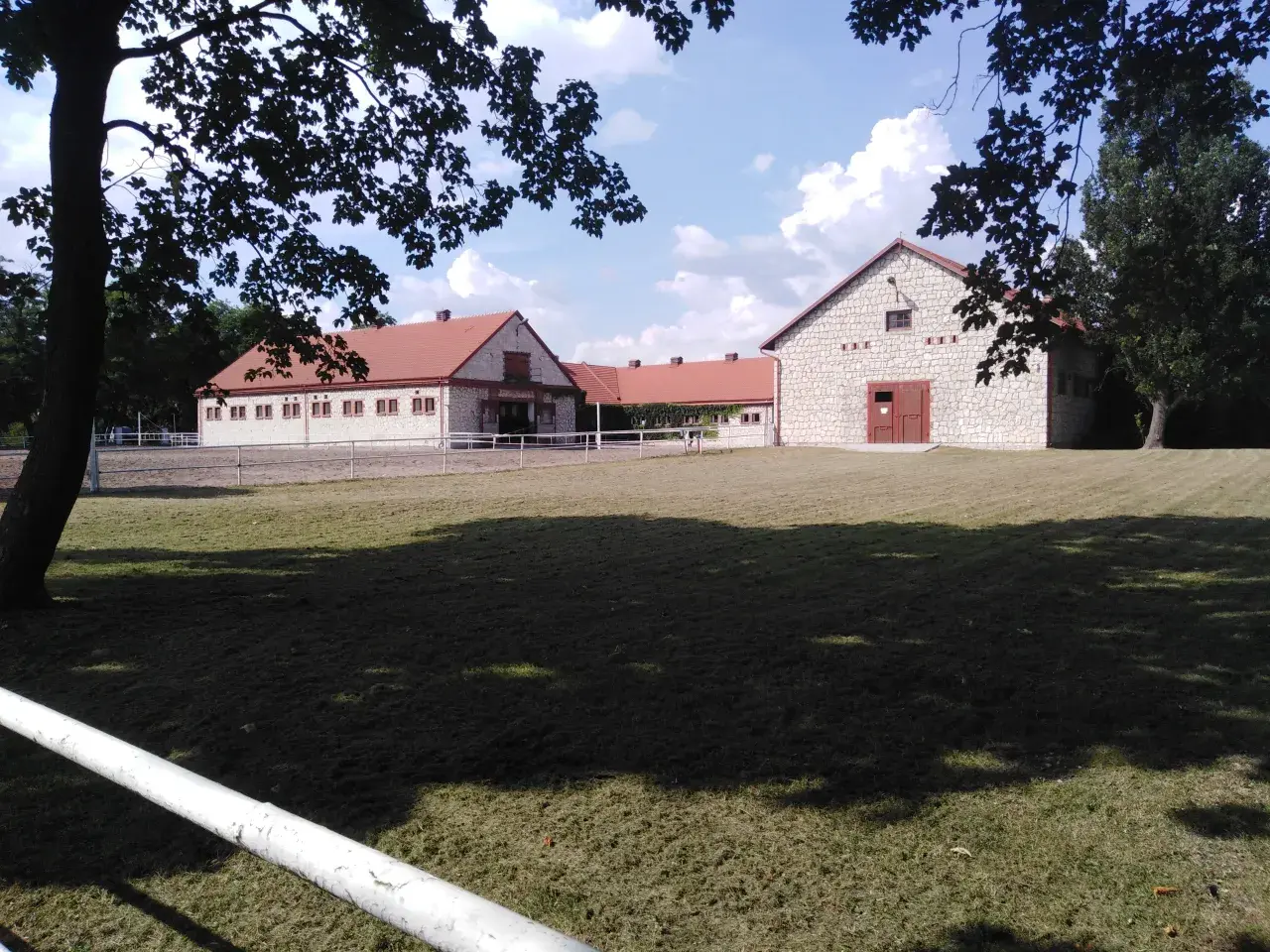 Arabian Horses in Poland