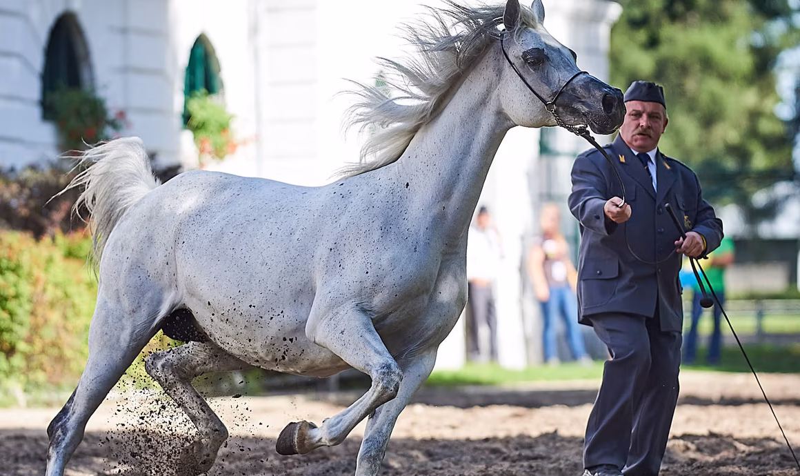 Famous Arabian Horse Stud Farms in Poland