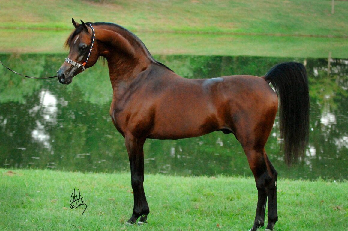 How Much Did the Most Expensive Arabian Horse Cost