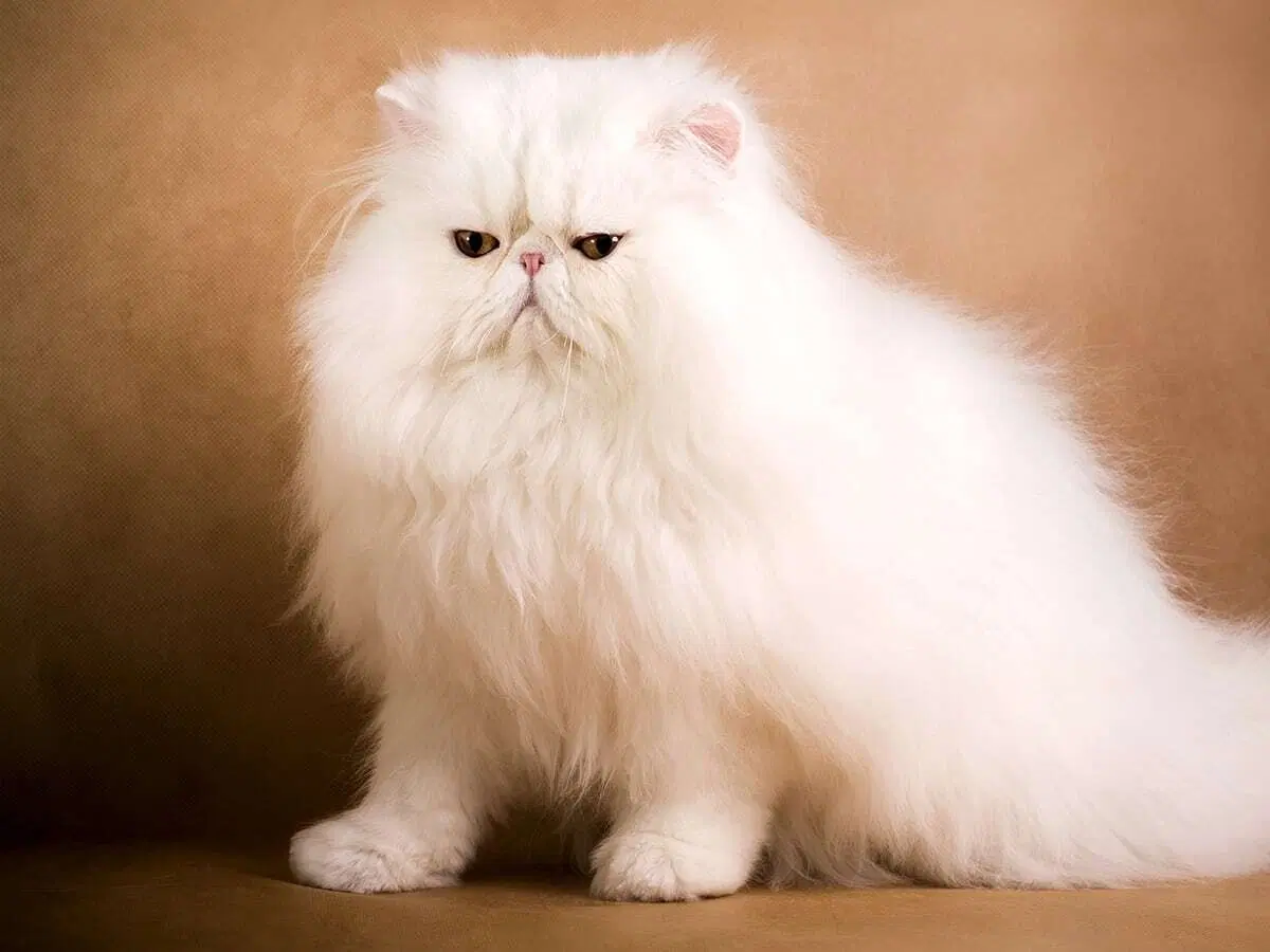 How Much Does the Most Expensive Cat Cost Blog