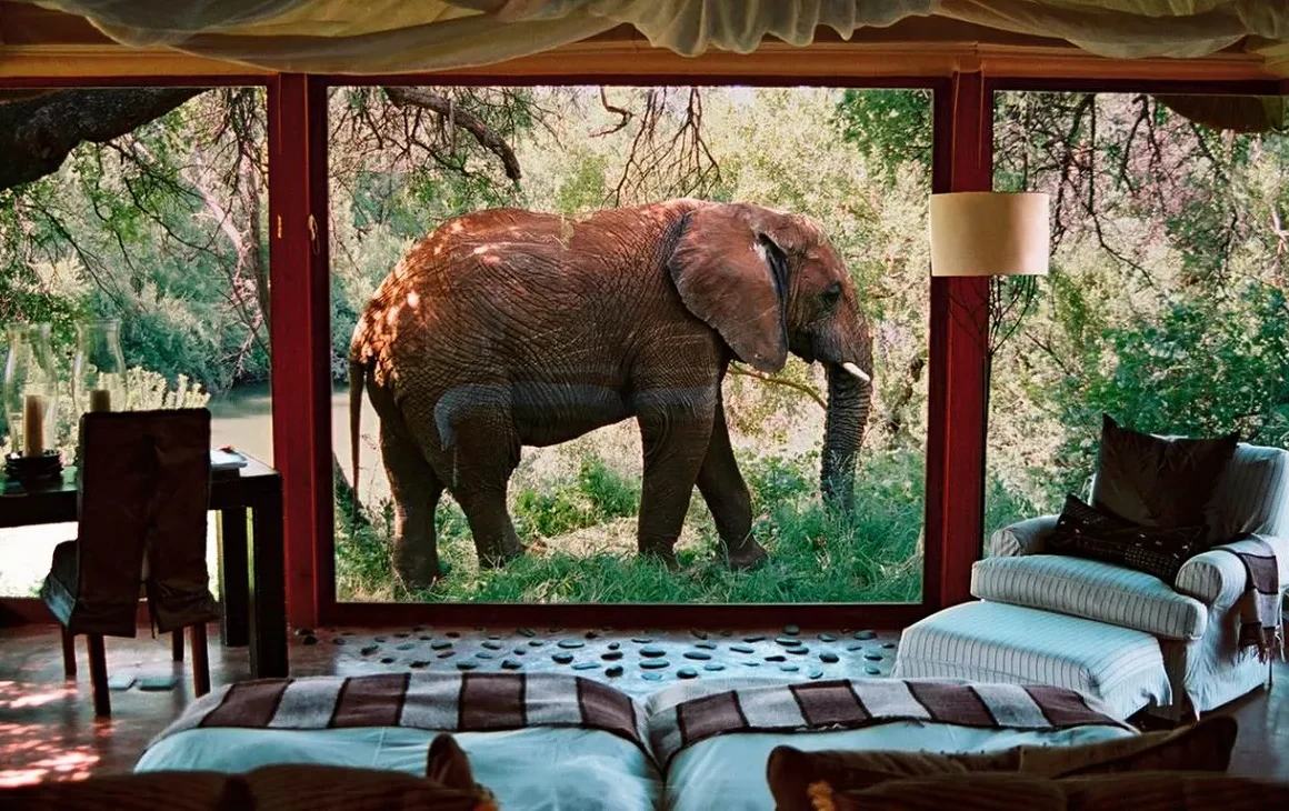 Luxury Safari in South Africa: History, Luxury, and Eco Trends