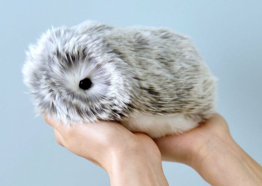 Moflin Can You Buy It In Poland