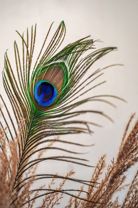 Peacock Feather Arrangement in a Vase
