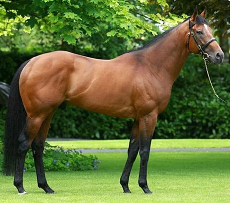 Temperament of the Thoroughbred