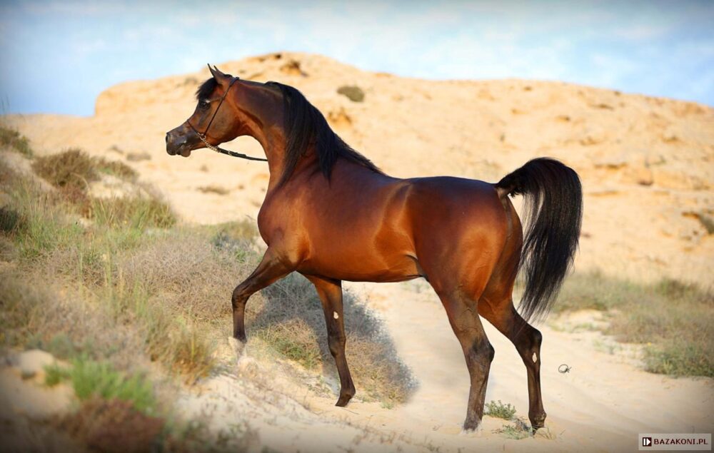 The most expensive Arabian horse Wadee Al Shaqab