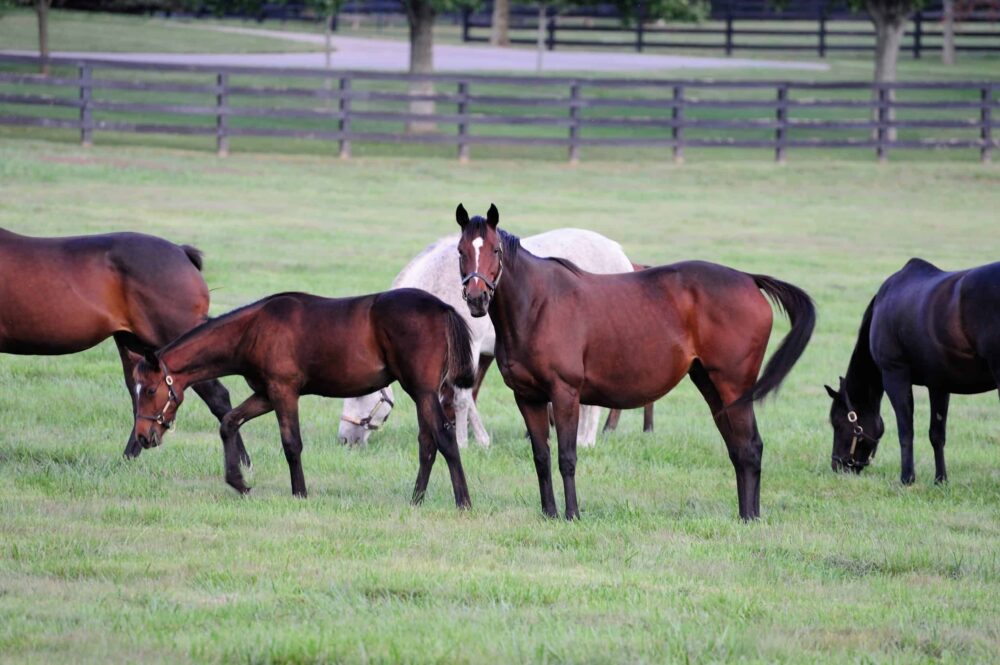 Thoroughbred Horse Breeding