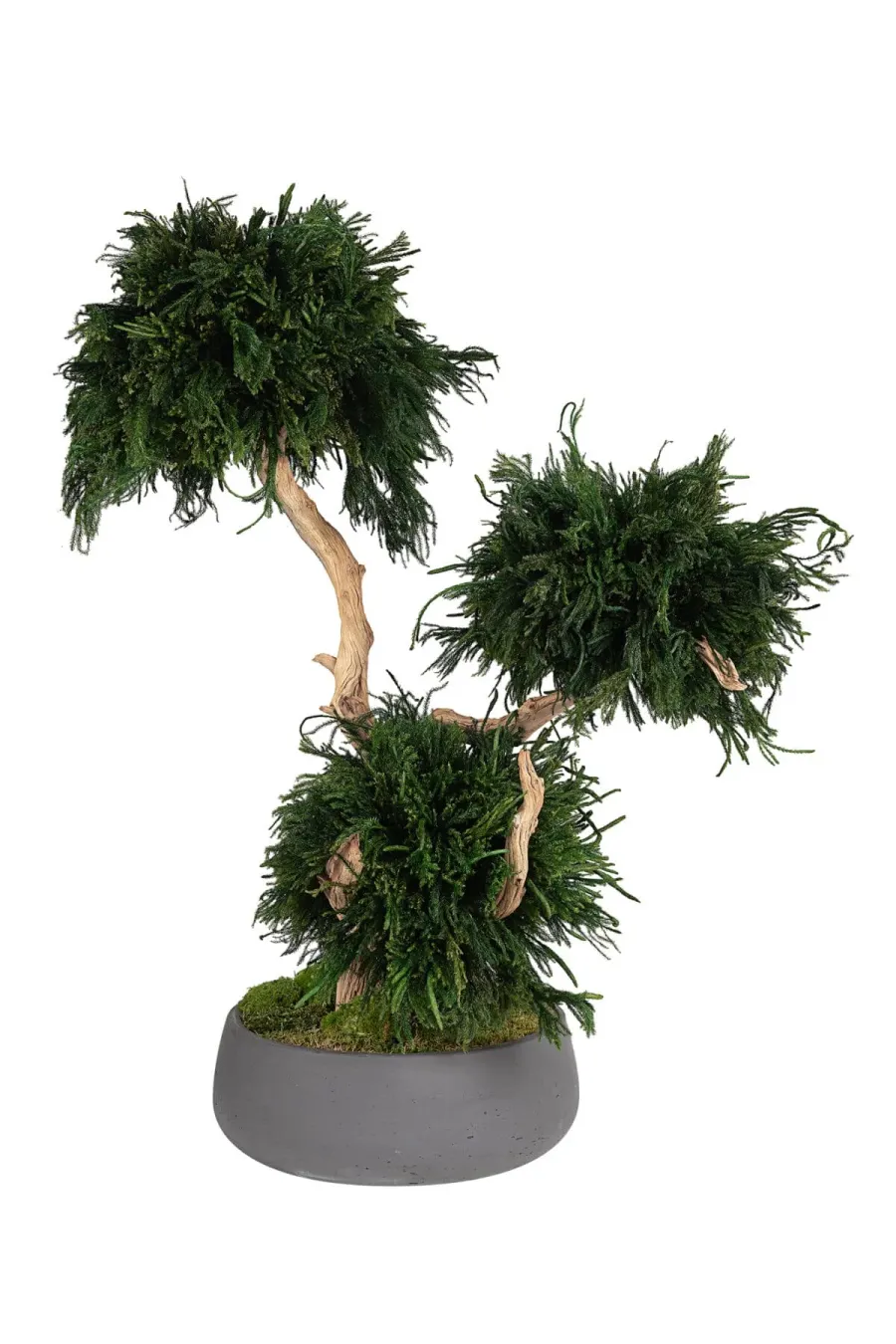 What Is Plant Stabilization