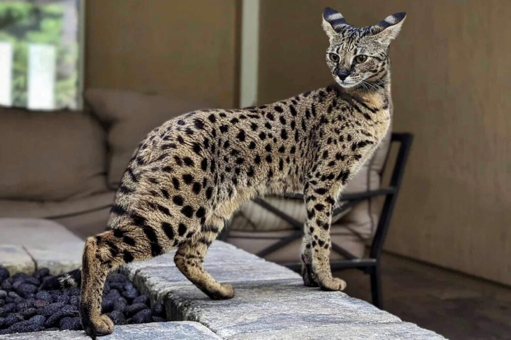 What Is the Most Expensive Cat