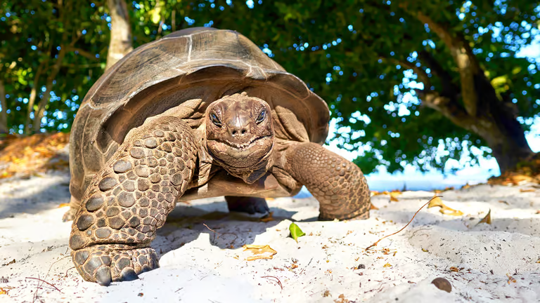 Where to See Turtles in Seychelles