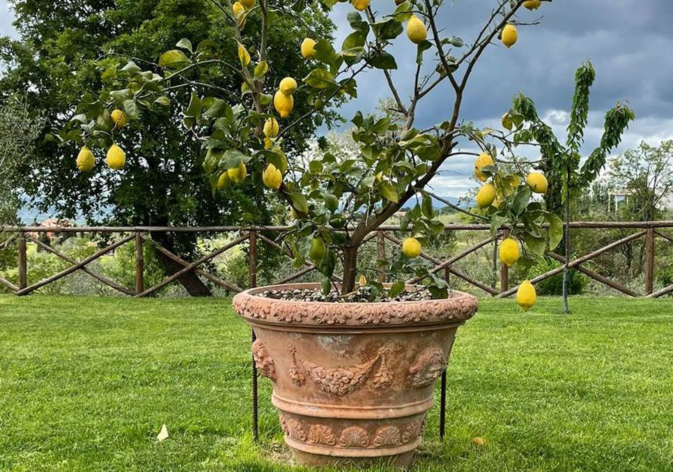 Which Planters to Choose for Your Garden