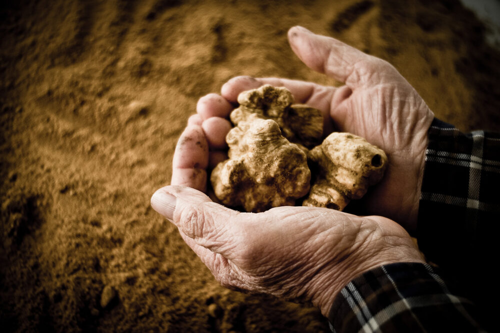 How Much Do Truffles Cost