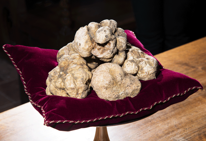 Which Truffles Are the Most Expensive and How Much Do They Cost