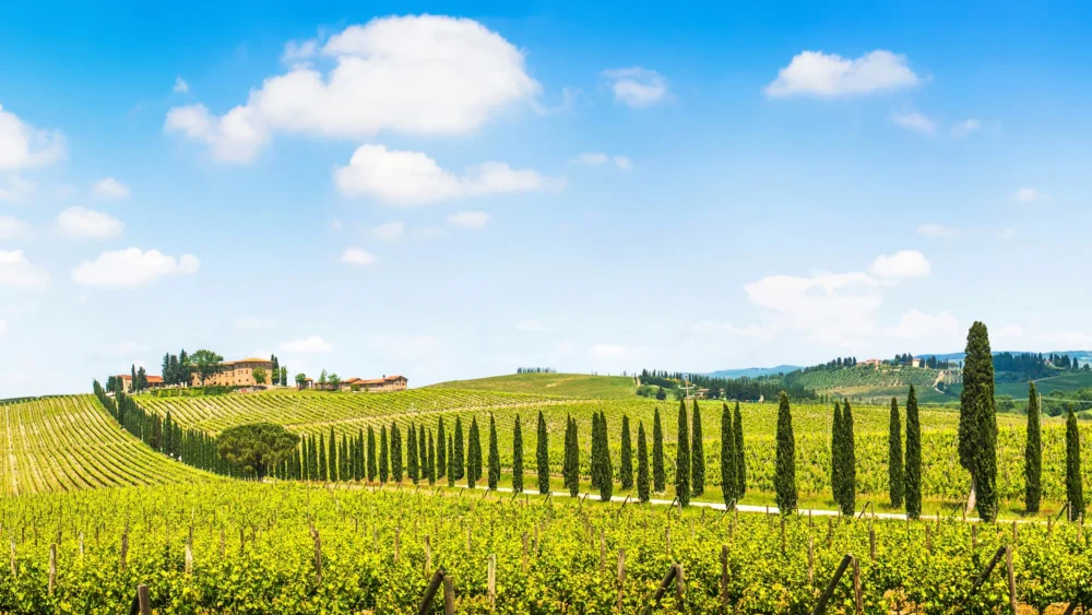 What Are the Famous Wine Regions