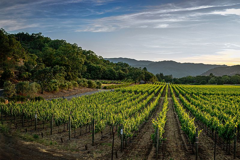French Wines